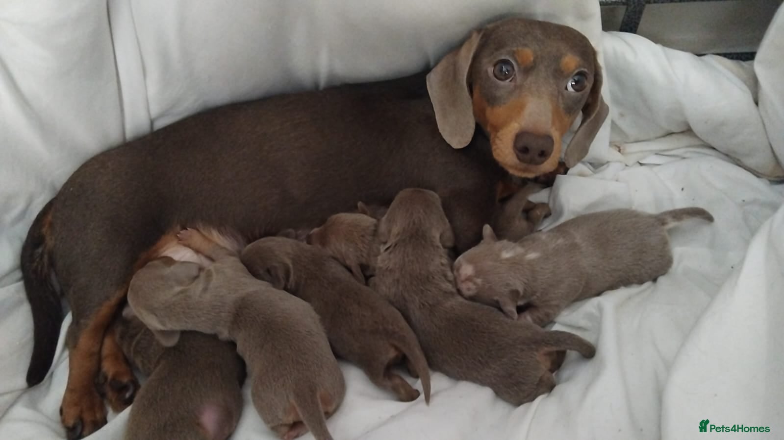 Dachshund dogs 6 little dachunds for sale  - Advert 3