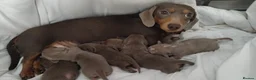 Dachshund dogs for sale: 6 little dachunds for sale  - Advert 1