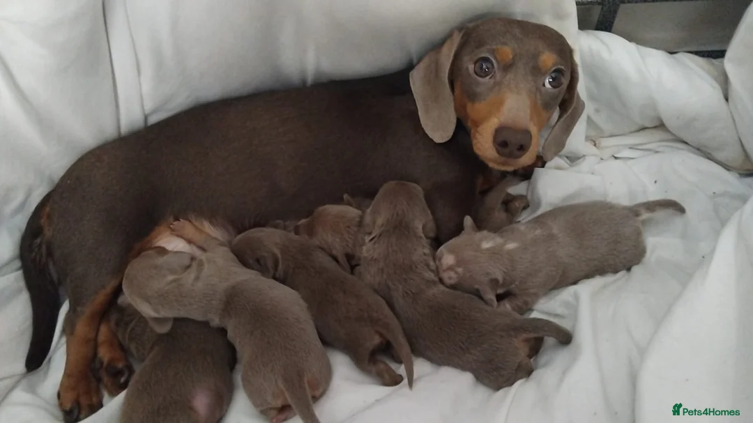 Dachshund dogs for sale: 6 little dachunds for sale  - Advert 1