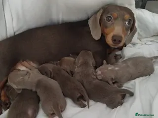 Dachshund dogs 6 little dachunds for sale - Advert 1