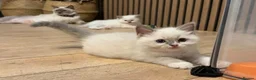 Ragdoll cats for sale: Pure ragdolls kittens  - Advert 12