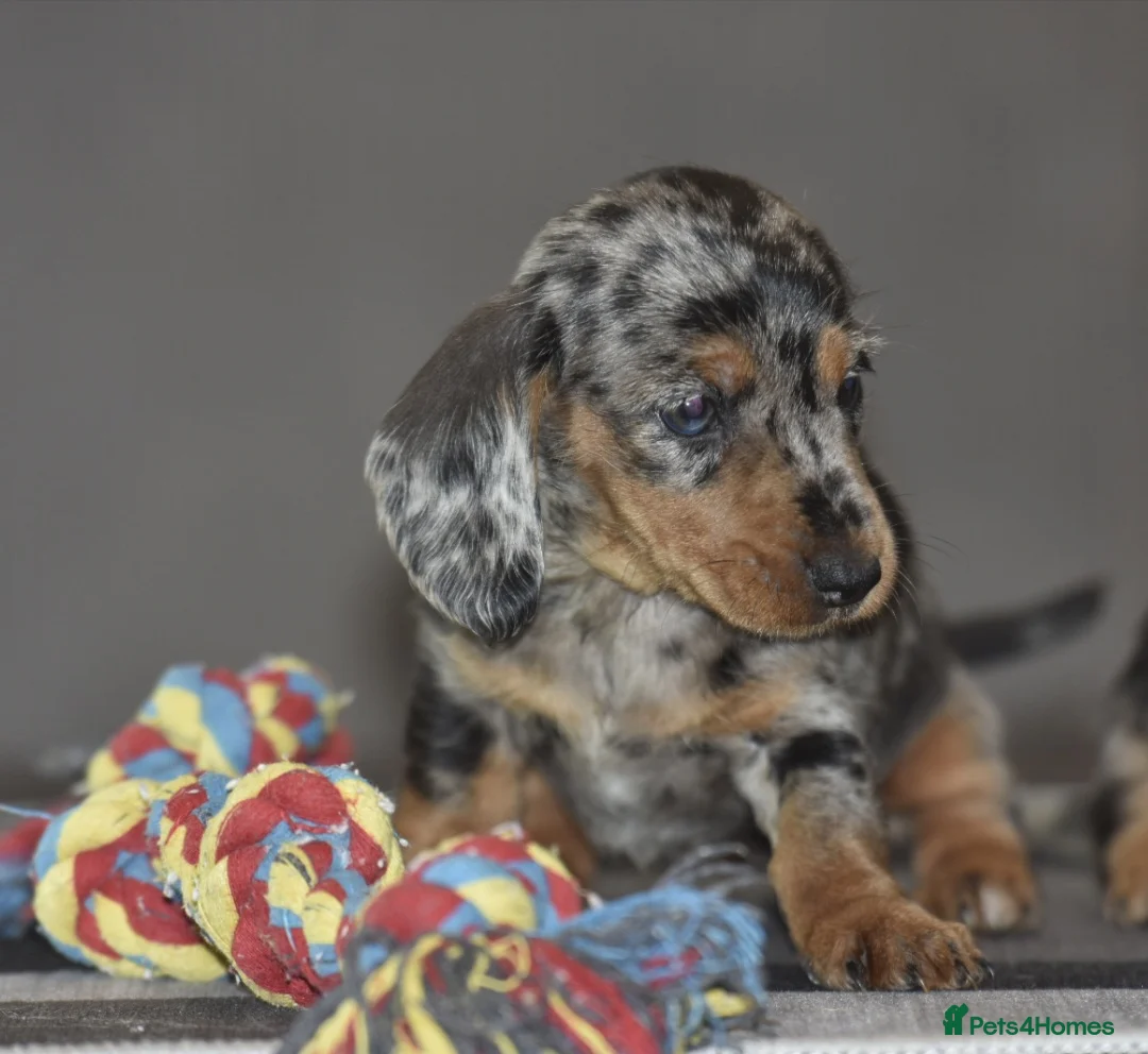 Dachshund dogs for sale: Stunning dachshund pups - Advert 1