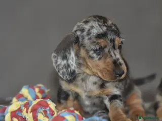 Dachshund dogs Stunning dachshund pups - Advert 6