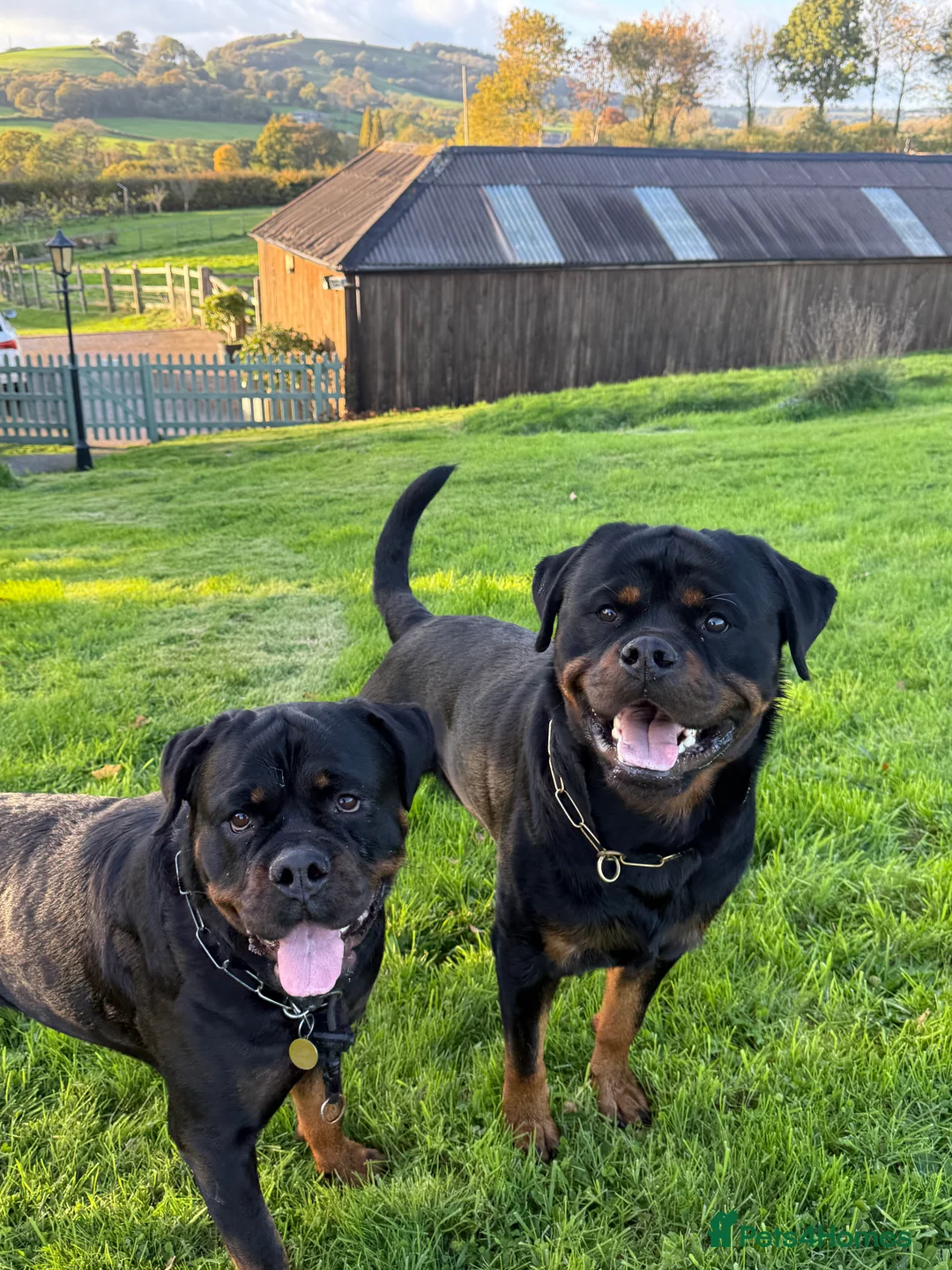 Rottweiler dogs for sale: Expecting Rottweiler pups - ready end of May  - Advert 16