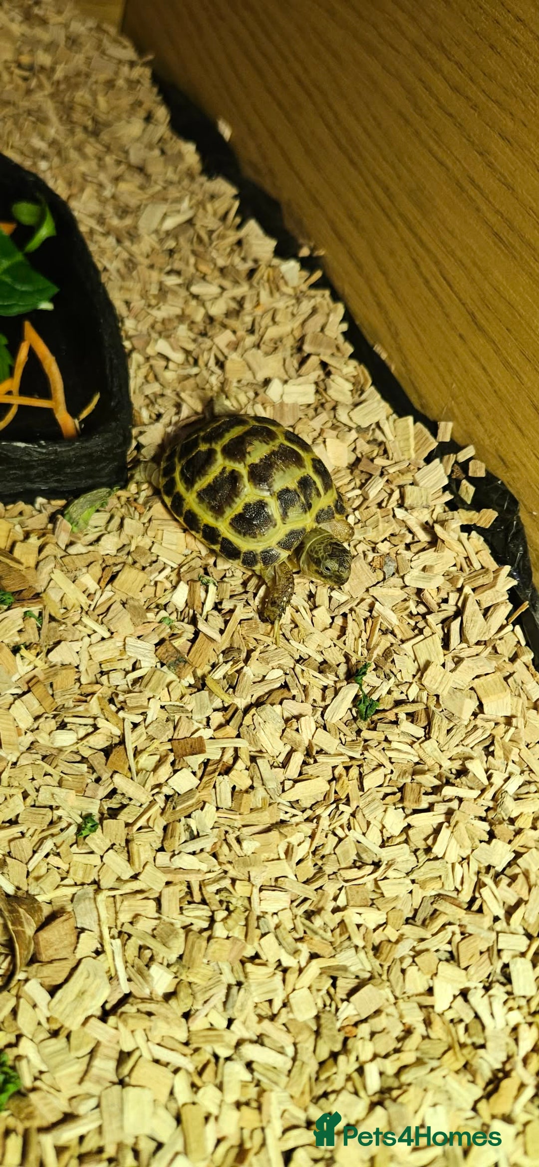Tortoise reptiles for sale: Horsefield Tortoise and Enclosure. - Advert 4