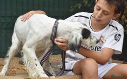 English Setter dogs for adoption: Txispa - Image 6