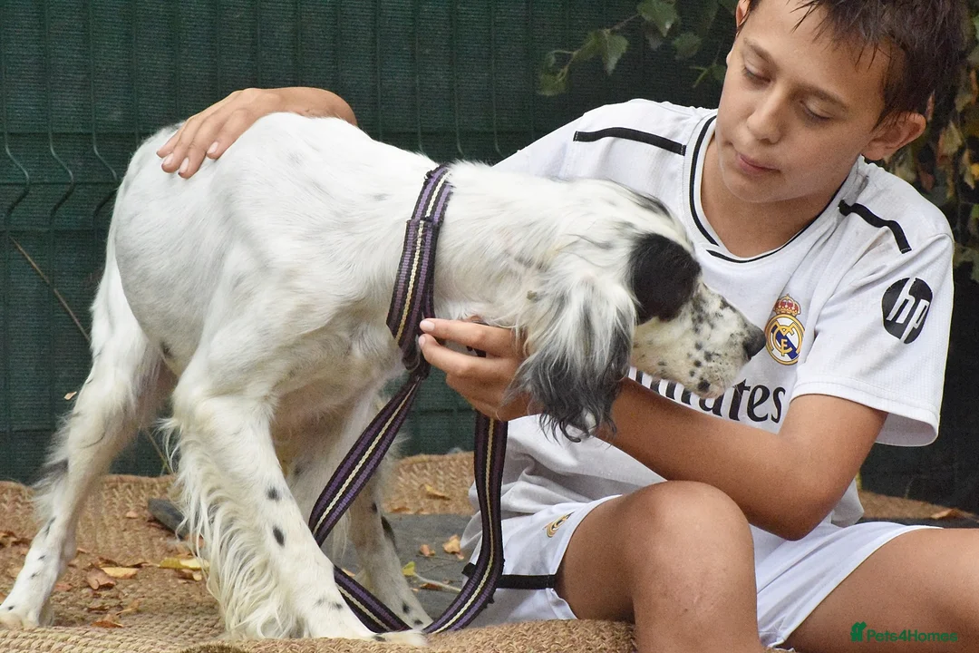 English Setter dogs for adoption: Txispa - Advert 7