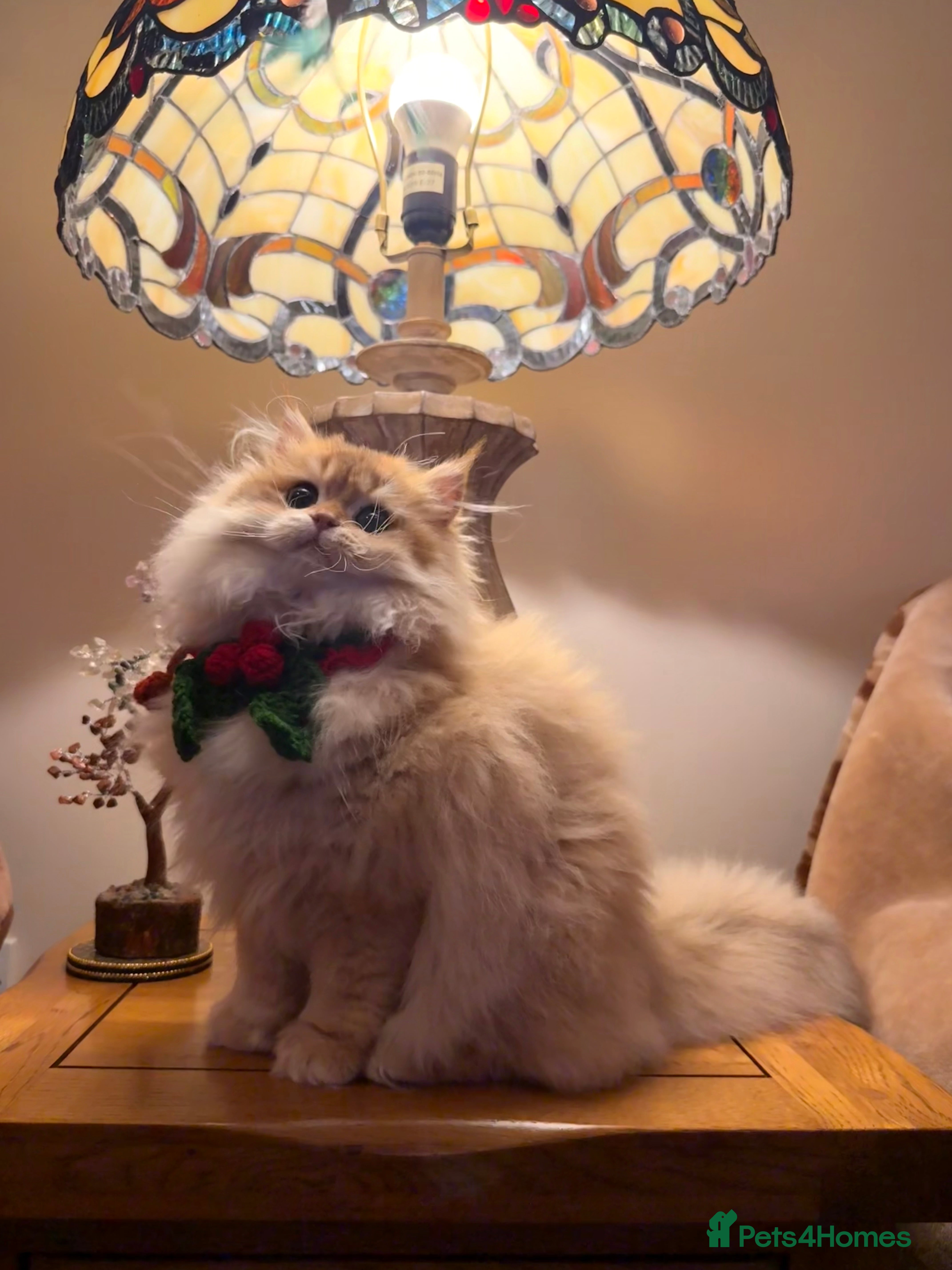 British Shorthair cats Last boy - superb pedigree and clear genetic tests - Advert 8