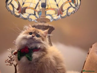 British Shorthair cats Last boy - superb pedigree and clear genetic tests - Advert 8