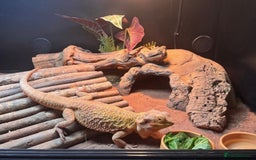 Bearded Dragon reptiles for sale: Bearded Dragon + Large Vivarium & Full Setup - Image 4