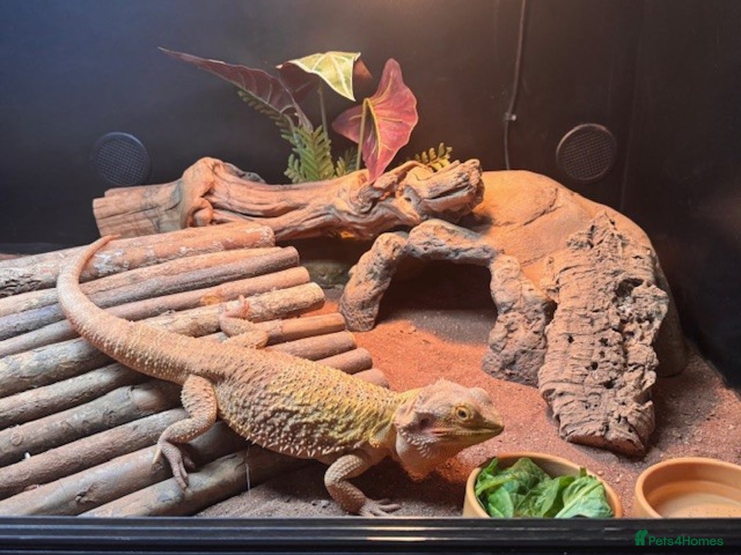 Bearded Dragon reptiles for sale: Bearded Dragon + Large Vivarium & Full Setup - Image 4