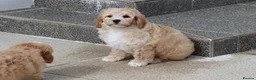 Cavapoochon dogs for sale: Beautiful Cavapoochon puppies for sale - Advert 8