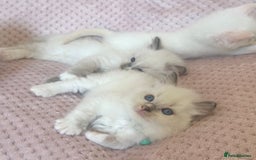 Ragdoll cats for sale: Affectionate, Cuddly, Playful Kittens - Image 26