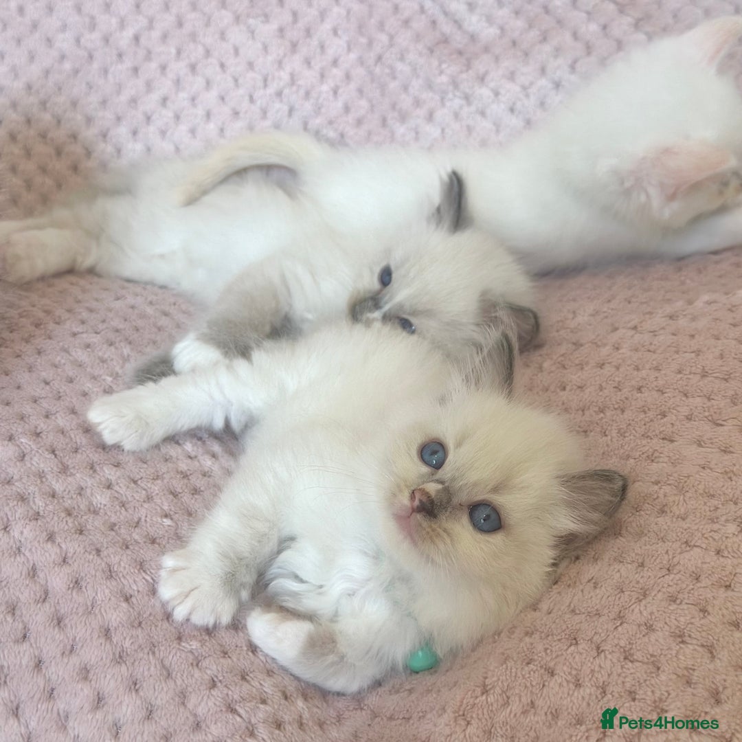 Ragdoll cats for sale: Affectionate, Cuddly, Playful Kittens - Image 26