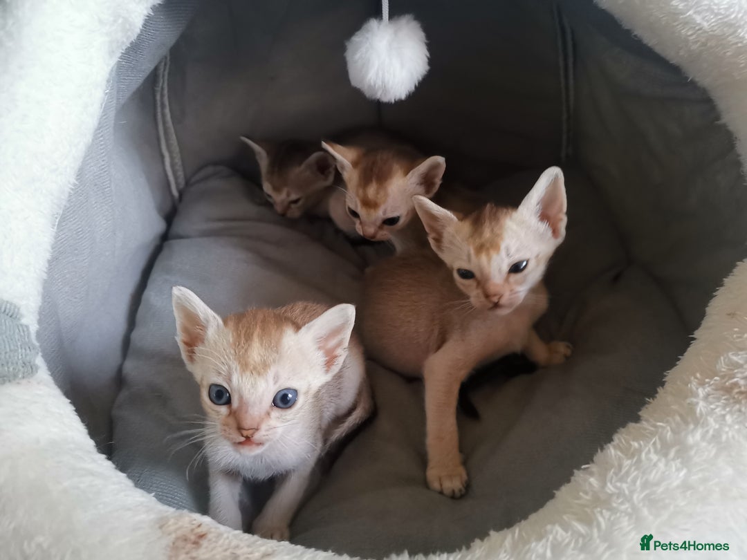 Singapura cats for sale: Stunning Singapura kittens  - Image 10