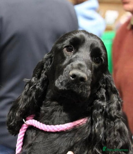 Cocker Spaniel dogs Lovely female black & Tan Show Type puppy - Advert 15