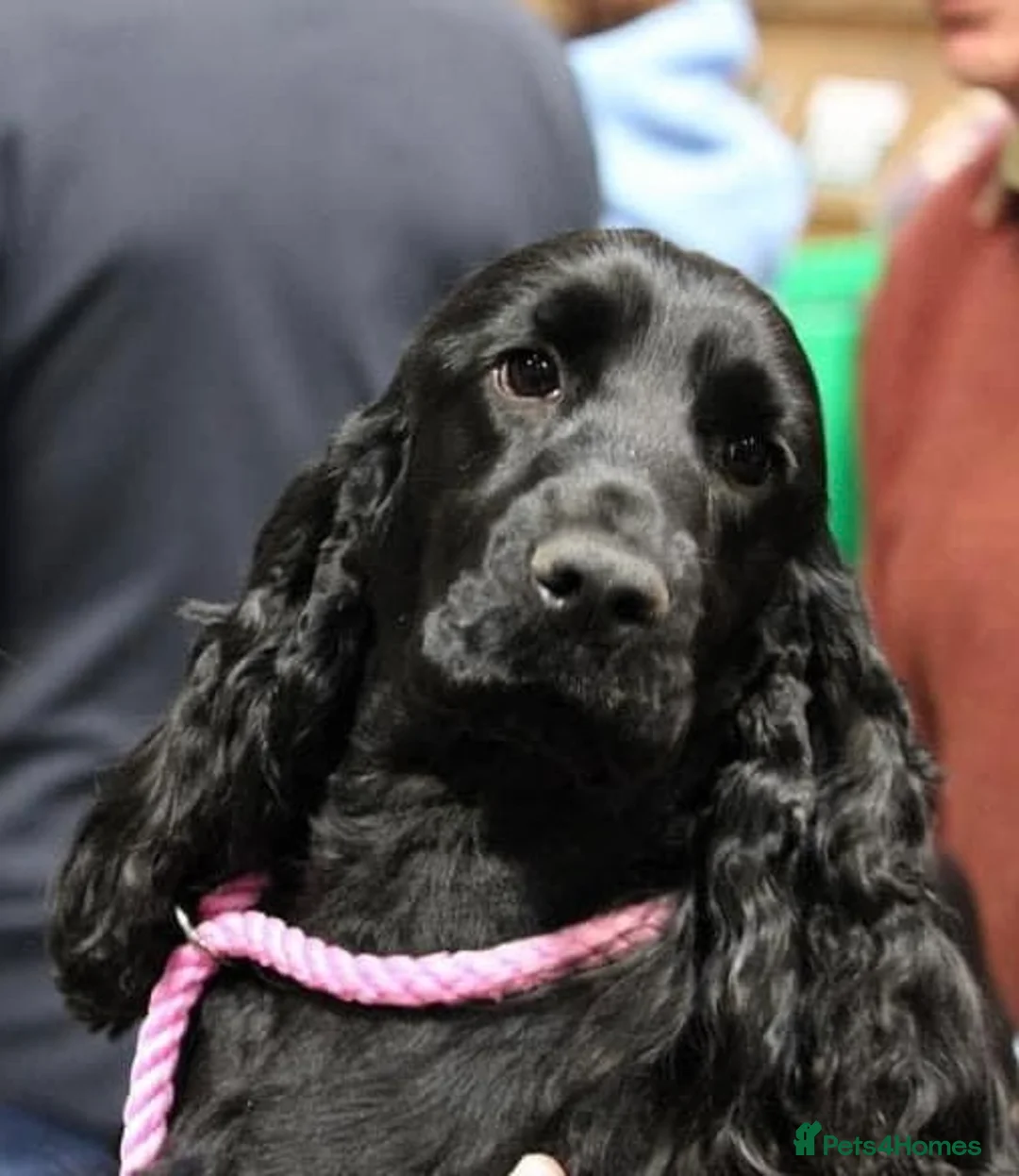 Cocker Spaniel dogs for sale: Lovely female black & Tan Show Type puppy - Advert 1