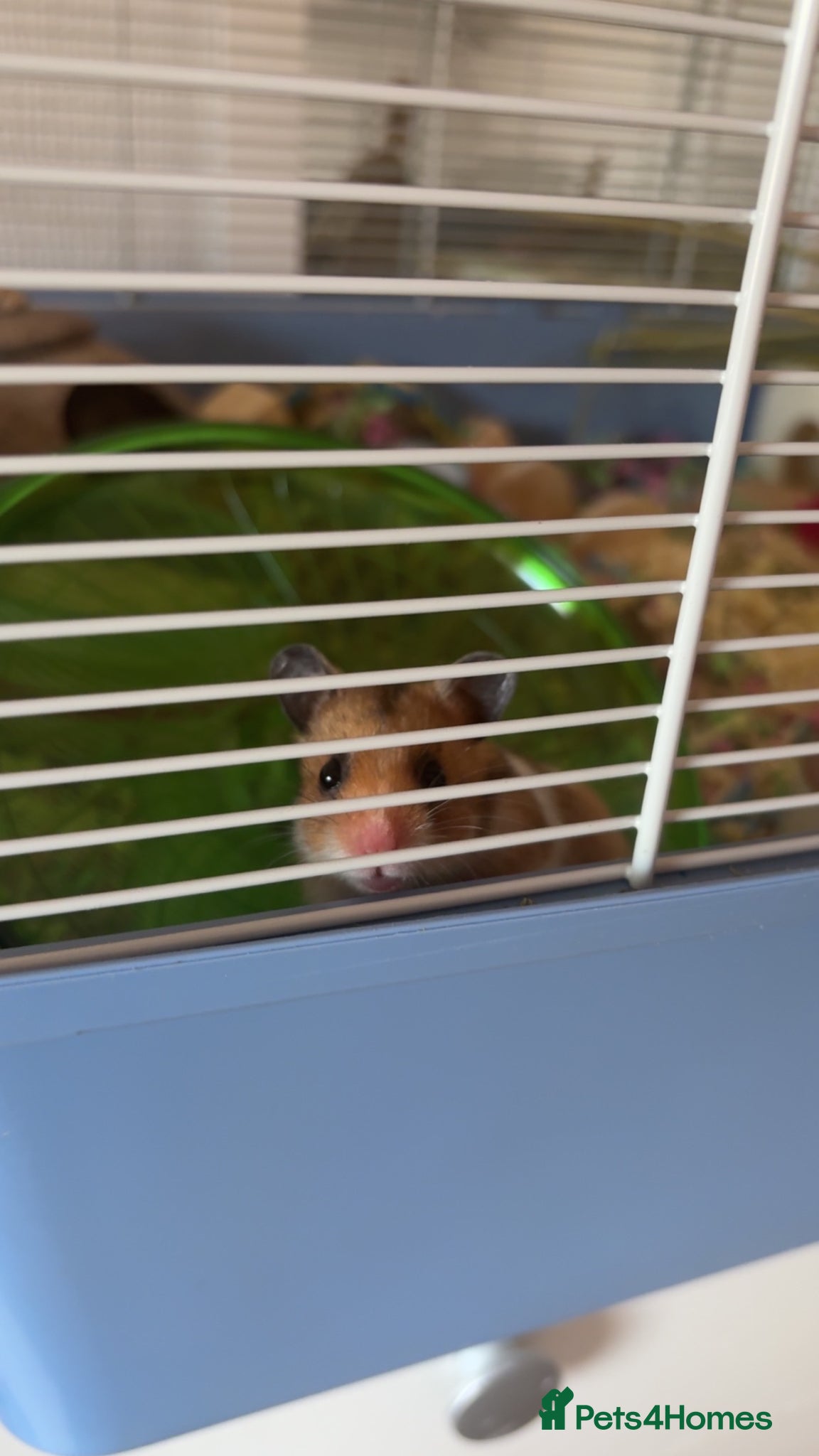 Hamster rodents Trixie and isabella - Advert 15
