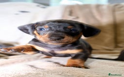 Dachshund dogs for sale: Dachshund Cute Puppies Looking for Forever Home   - Image 5