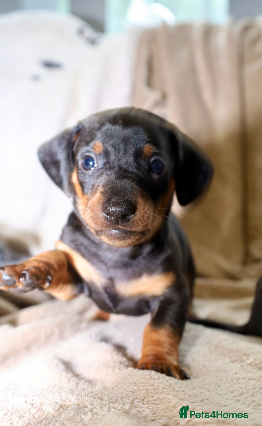 Dachshund dogs for sale: Dachshund Cute Puppies Looking for Forever Home   - Image 5