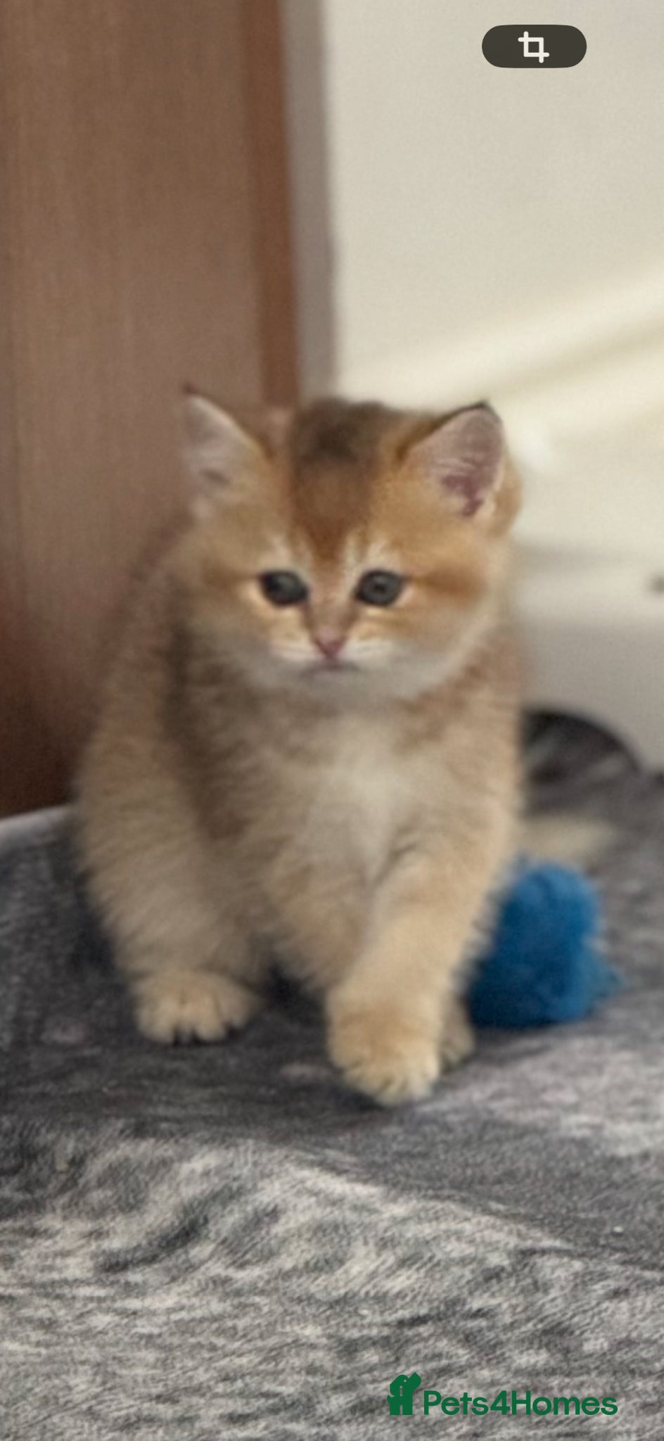 Scottish Fold cats for sale: Scottish pedigree golden kittens - Advert 17