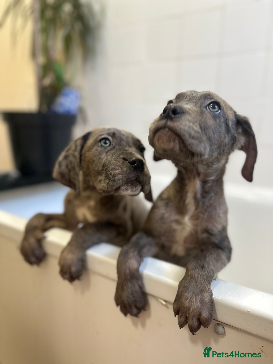 Cane Corso dogs for sale: Cane corso puppies  - Advert 5