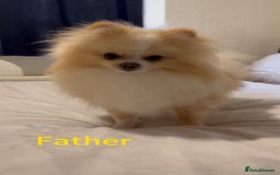 Pomeranian dogs for sale: 3 Gorgeous Pomeranian Puppies-Ready for New Homes - Image 21