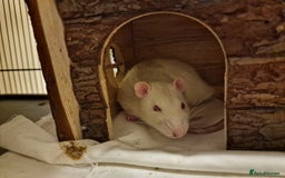 Rat rodents for sale: X3 male rats lovely boys 7 months old  - Image 5