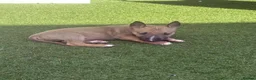 English Bull Terrier dogs for sale: English bull terrier puppies  - Advert 9