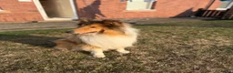 Rough Collie dogs for stud: Rough collie for stud  - Advert 2