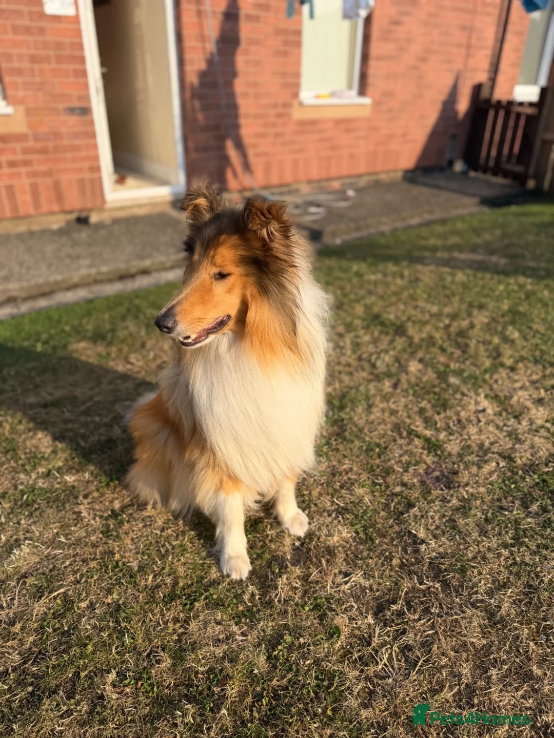Rough Collie dogs for stud: Rough collie for stud  - Advert 2