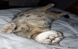 Mixed Breed cats for sale: Tabby girl - Image 5