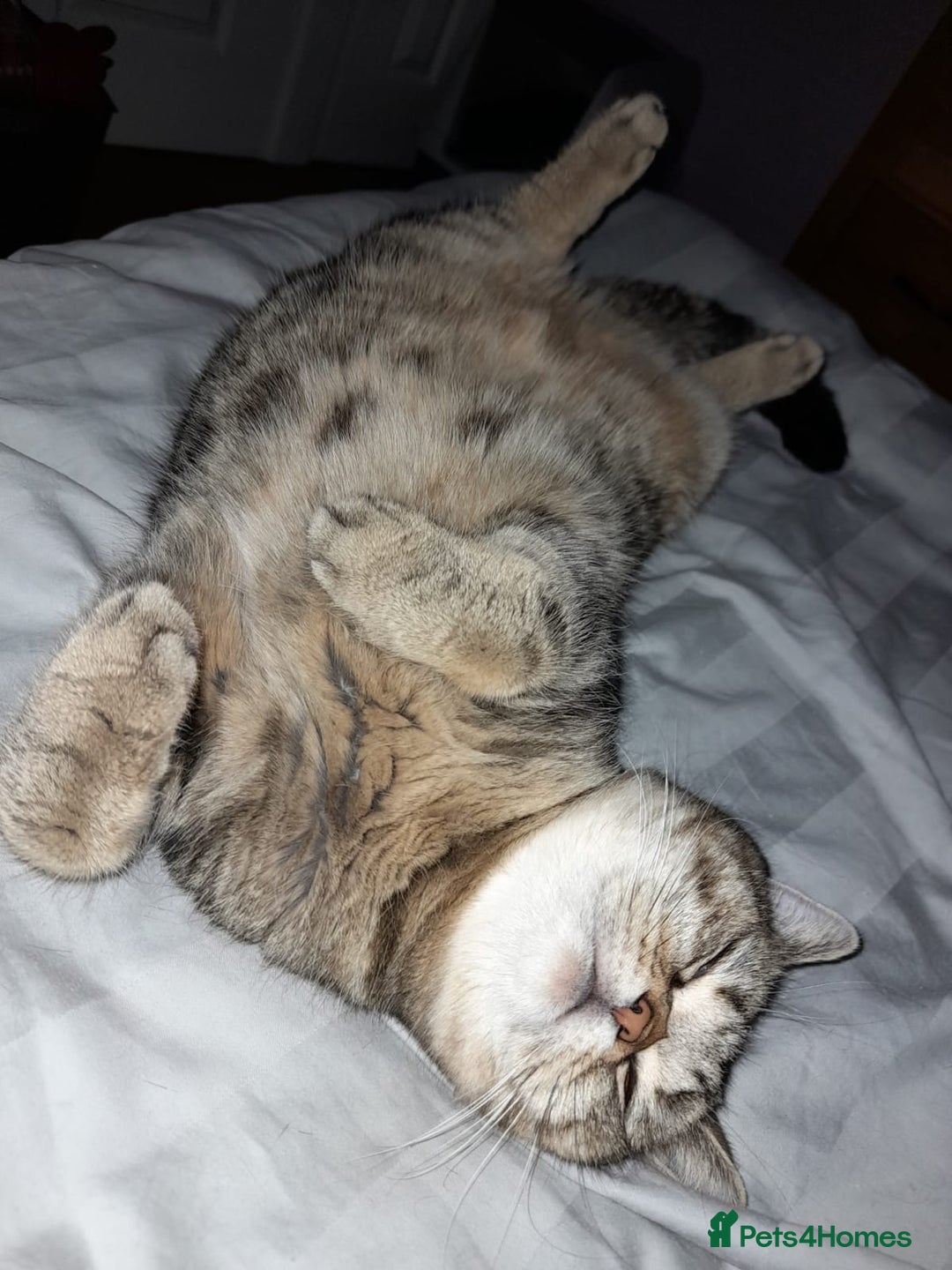 Mixed Breed cats for sale: Tabby girl - Image 5