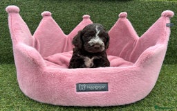 Cockapoo dogs for sale: ⭐️ Stunning Rare Coloured F1 Miniature Cockpoos ⭐️ - Image 10