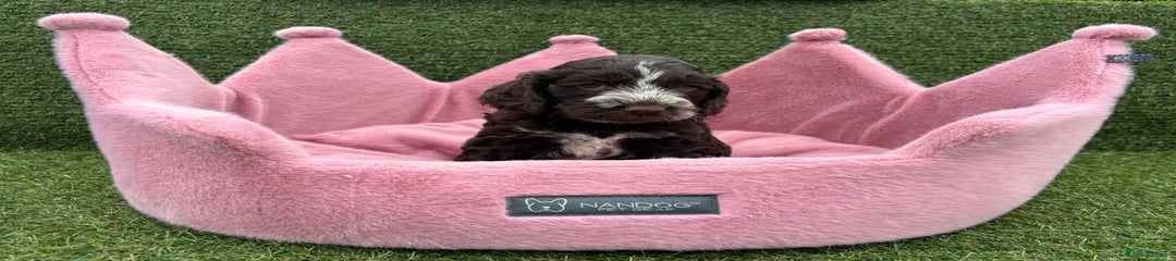 Cockapoo Puppy 1