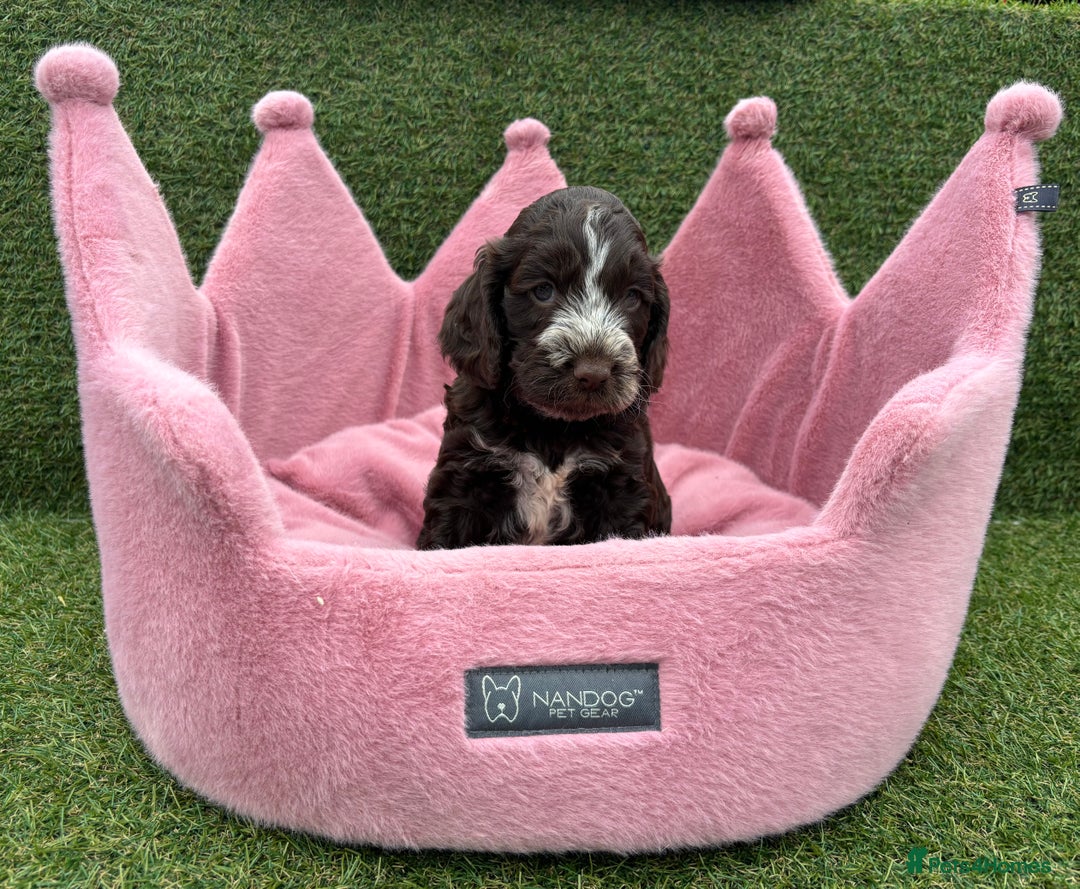 Cockapoo dogs for sale: ⭐️ Stunning Rare Coloured F1 Miniature Cockpoos ⭐️ - Image 10