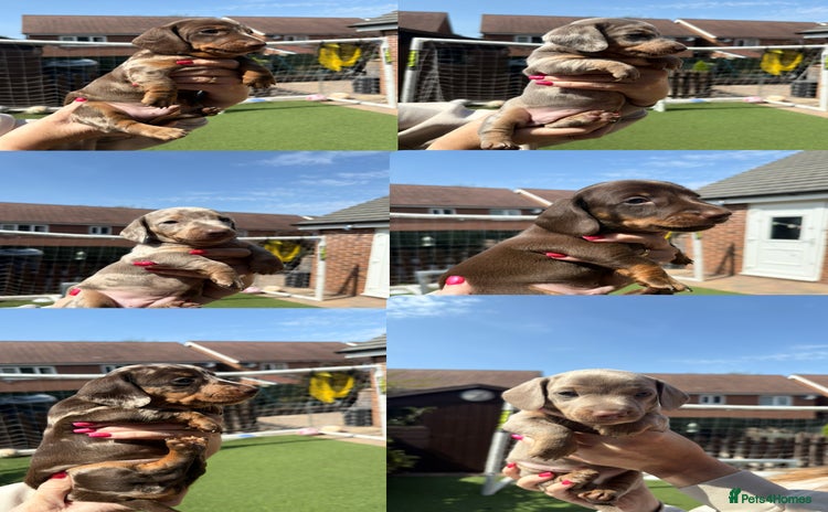 Miniature Dachshund dogs - Advert 2