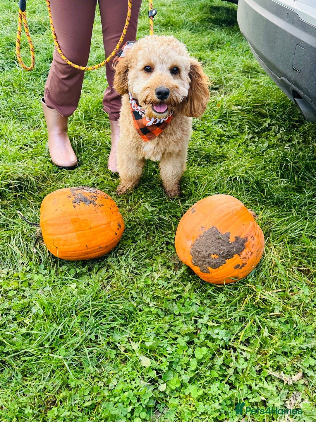 Cavapoo dogs for sale: 10 month boy Cavapoo - Advert 2