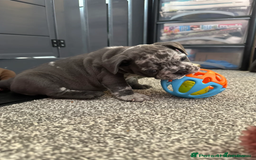 French Bulldog dogs for sale: Charming selection of French Bulldog Puppies - Image 16