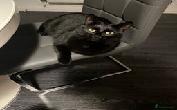 Mixed Breed cats for sale: Beautiful black kitty for sale - Image 3