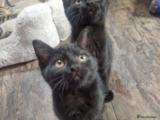 York Chocolate cats - Advert 2