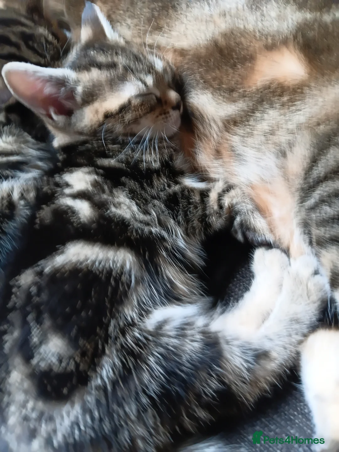 Bengal cats for sale: Bengle cross - Advert 2