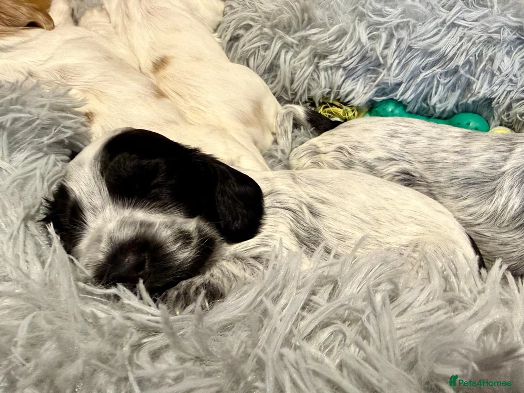 Cocker Spaniel dogs for sale: Gorgeous KC/Full Health Cocker Spaniel show type - Advert 4