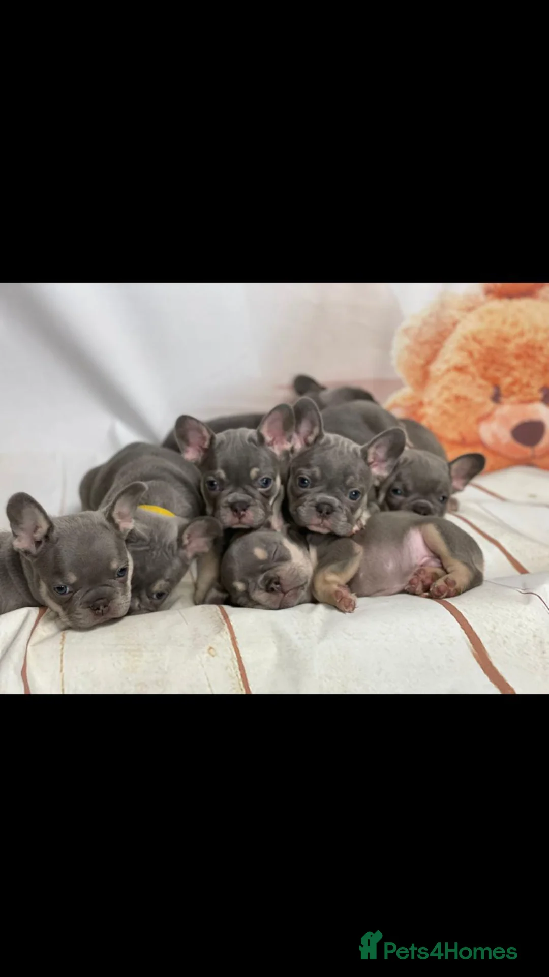 French Bulldog dogs for stud: RFG-FBCE-BVA LILAC & TAN KC French Bulldog studs  in Darlington - Advert 11