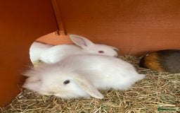 Mini Lion Lop rabbits for sale: Baby male rabbits ready now  - Image 5