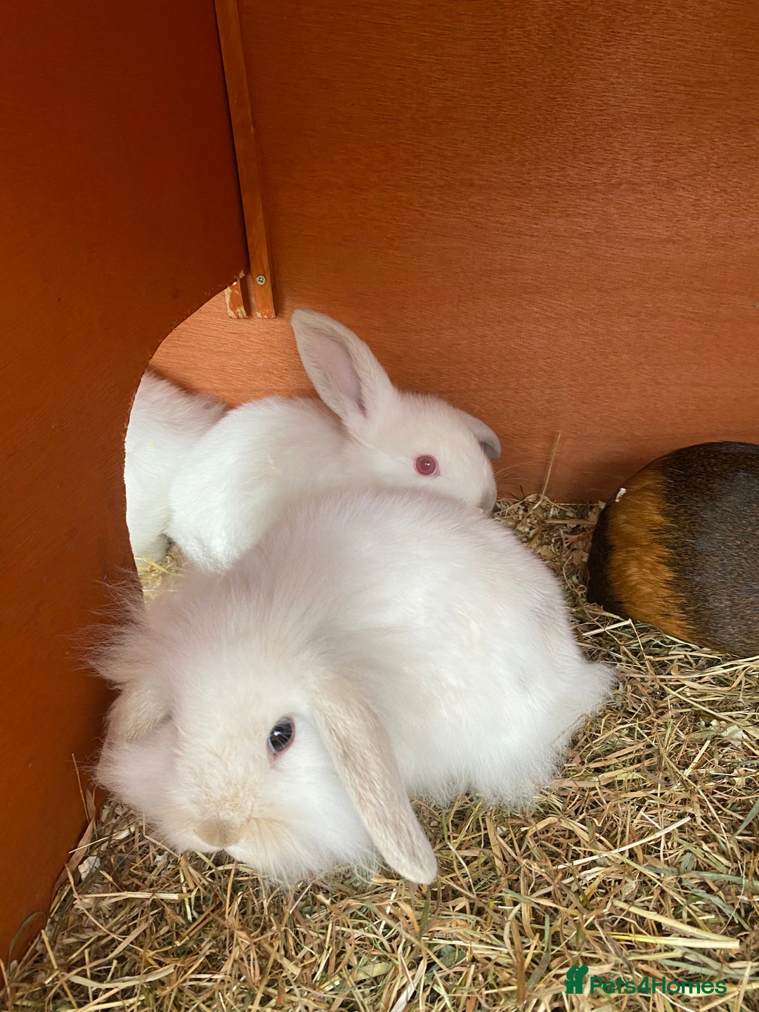 Mini Lion Lop rabbits for sale: Baby male rabbits ready now  - Image 5