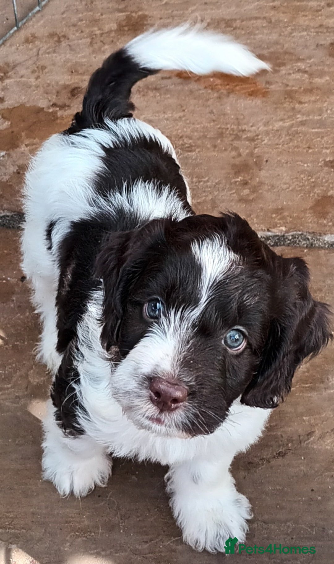 Sproodle dogs for sale: F1 Parti Sproodles 💥 REDUCED 💥 LAST TWO MALES 💥 in Kidderminster - Image 10