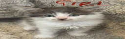 Mixed Breed cats for sale: Maine coon cross ragdoll kittens  - Advert 3