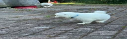 Samoyed dogs for sale:     Adorable Samoyed Puppies Looking for 5★ Homes - Advert 34