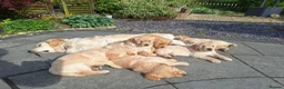 Golden Retriever dogs for sale: Beautiful litter of Golden Retriever puppies 🐶  - Advert 10